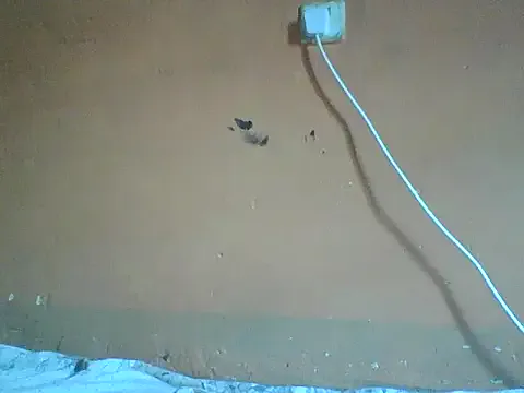 Naivegirrl on StripChat